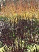 Dereń biały 'Kesselringii' DEKORACYJNE CZARNE PĘDY