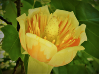 TULIPANOWIEC AMERYKAŃSKI miododajna - sadzonki 30 / 50 cm