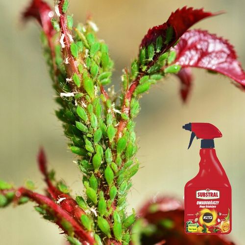 SUBSTRAL POLYSECT ŚRODEK OPRYSK MSZYCE PRZĘDZIORKI WEŁNOWCE MĄCZLIKI na Arena.pl