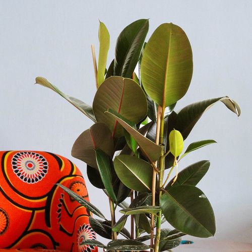 FIKUS ELASTIKA ROBUSTA 90cm na Arena.pl