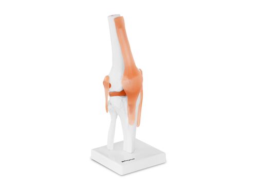 Staw kolanowy - model anatomiczny Physa PHY-KJ-1 na Arena.pl