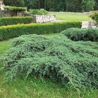 Jałowiec łuskowaty BLUE CARPET Płożący Okrywowy Zadarniający Niski C3