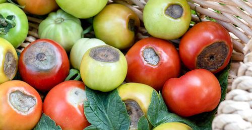 sum38 help plant wapń (ca) 20ml na Arena.pl