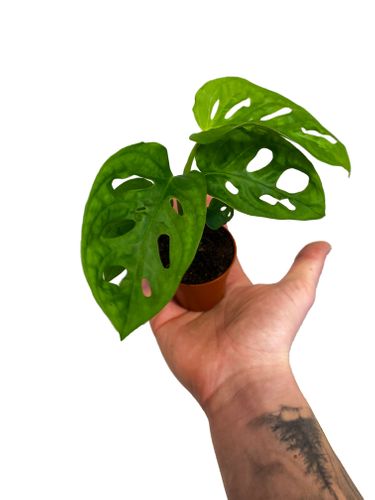 MONSTERA MONKEY MASK 15 cm na Arena.pl