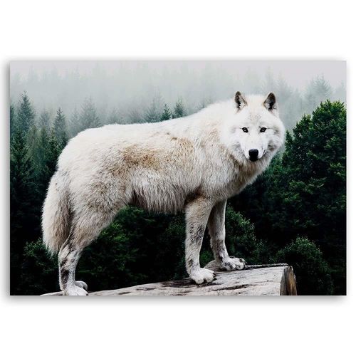 Deco Panel, Biały wilk 100x70 na Arena.pl
