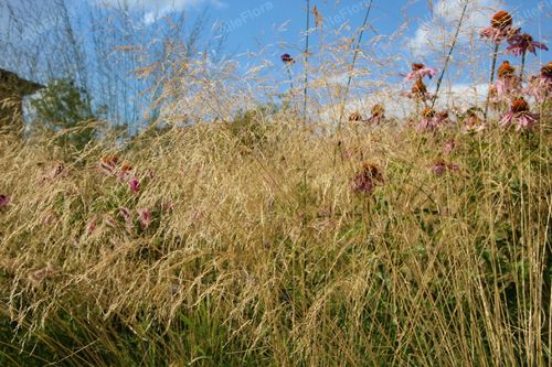 Trzęślica trzcinowata 'Fontane' (Molinia arundinacea) Doniczka 2.5L na Arena.pl