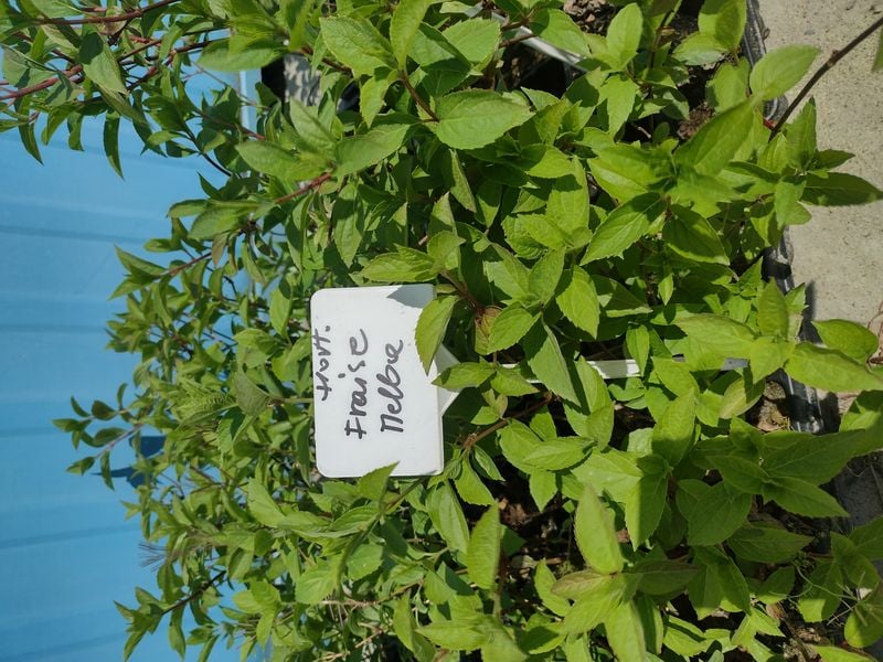 Hortensja Bukietowa Melba Fraise 30-50cm Najpiękniejsza na Arena.pl