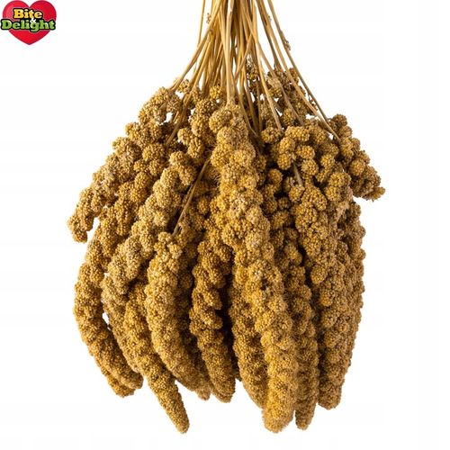 PROSO SENEGALSKIE BIAŁE 1KG CZYSTE DUŻE KŁOSY DLA PTAKÓW PAPUG ECO PACK na Arena.pl