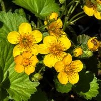 Pragnia syberyjska (Waldsteinia ternata) Żółte Kwiaty Niewymagająca 2.0L