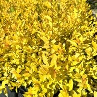 Tawuła japońska 'Golden Princess' (Spiraea japonica) Doniczka 2.0L