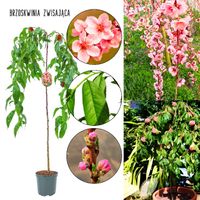 Brzoskwinia Zwisająca ozdobny zwisający pokrój 100-150 cm