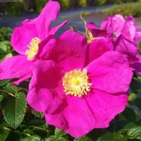 Róża pomarszczona (Rosa) w  doniczkach P11, 15-20 cm