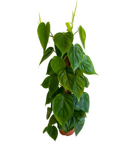 FILODENDRON SCANDENS  60 cm na Arena.pl