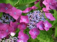 HORTENSJA OGRODOWA BERGFINK sadzonki w doniczkach