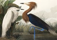 Plakat 70x50cm Czapla Purpurowa, J.J.Audubon Vintage do Salonu