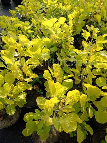 Perukowiec Ancot sadzonka złoty rabaty soliter na Arena.pl