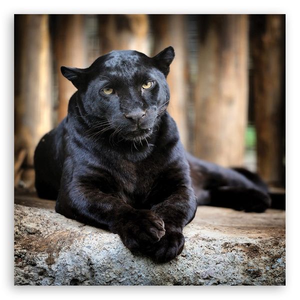 Emaga Obraz na płótnie, Czarna pantera - 40x40 zdjęcie 3