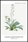 Plakat 61x91,5cm Design Shepherd's Purse, Redoute Vintage do Salonu