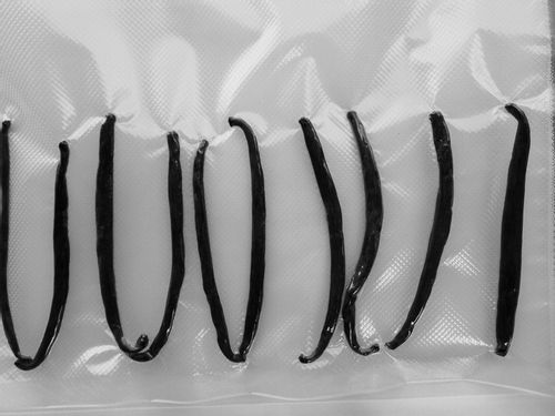 WANILIA LASKI 10 SZT 10-14 cm Laska Wanilii JAKOŚĆ 1 ŚWIEŻE, WILGOTNE LASKI na Arena.pl