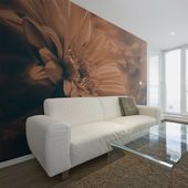 Fototapeta - Gerbera w brązach 300x231