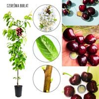 Czereśnia Burlat bardzo wczesna ogromne owoce 100-150 cm