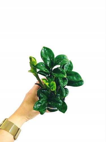 Zamioculcas zamiifolia Zenzi Gęsta sadzonka zamia zamioculus ZENZI na Arena.pl