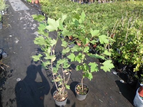 Platan 110-130-cm C3 na Arena.pl