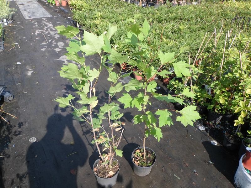 Platan 110-130-cm C3 zdjęcie 6