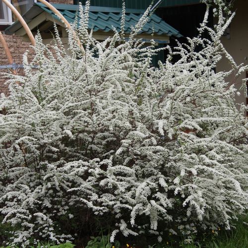 Tawuła wczesna Spiraea arguta Biała Sadzonki na Arena.pl