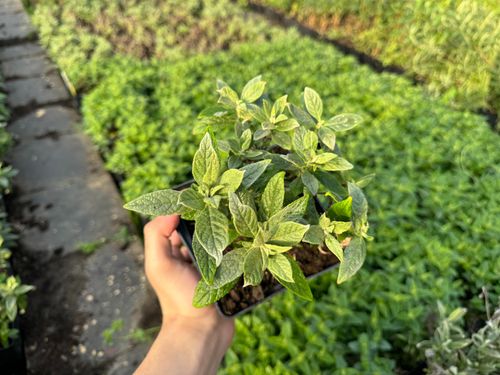 Budleja Dawida 'Butterfly Candy Little White' Karłowata Mała (Buddleja) na Arena.pl