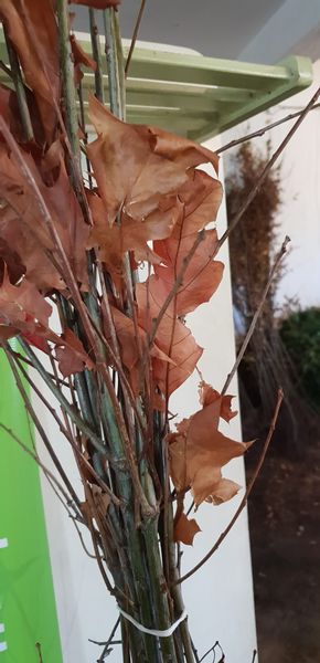 Dąb czerwony SADZONKI 80/120cm Quercus Rubra zdjęcie 3