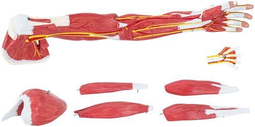 Ramię - model anatomiczny Physa PHY-AM-1 na Arena.pl