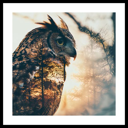 Plakat 50x50cm Sowi Duch na Arena.pl