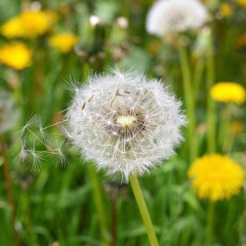 STARANE TRAWNIKI 250 ML TARGET ZWALCZA CHWASTY NA TRAWNIKU na Arena.pl