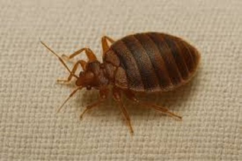 Pluskwa Stop MAX 300 ml +RABAT na Arena.pl