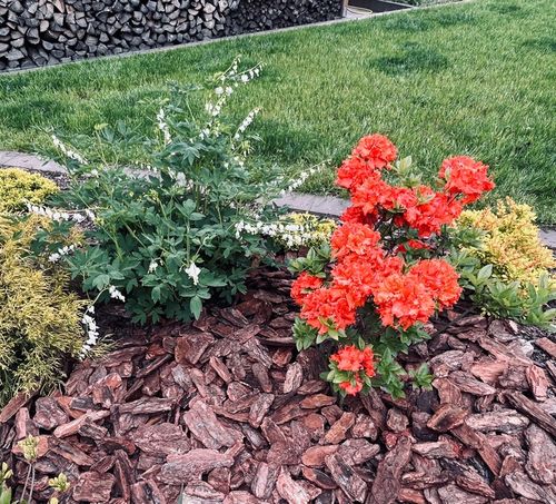 KORA SOSNOWA 80-130mm 8-13cm PREMIUM SORTOWANA MEGA GRUBA 50L na Arena.pl