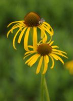 JEŻÓWKA Paradoxa var. Paradoxa - sadzonki w don. !