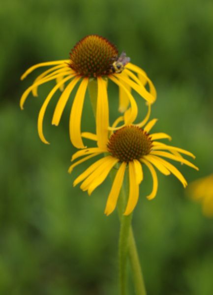 JEŻÓWKA Paradoxa var. Paradoxa - sadzonki w don. ! zdjęcie 1
