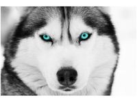 100 70CM OBRAZ PŁÓTNO GŁĘBOKIE SPOJRZENIE PŁÓTNO RAMA