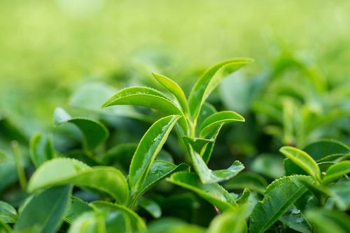 Chińska Herbata Czarna Liściasta Yunnan Long Leaf Bogaty Smak 80g LOYD na Arena.pl