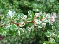 P9 BERBERYS KELLERIS BIAŁO ZIELONY