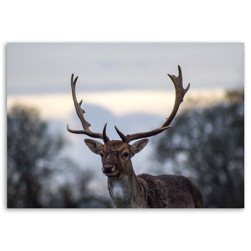 Obraz na płótnie, Jeleń 120x80 na Arena.pl