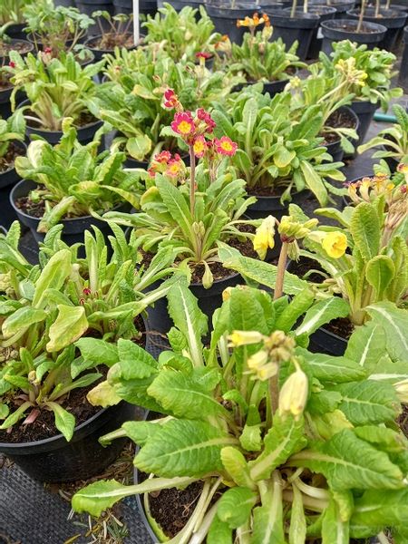 Pierwiosnek wyniosły mix sadzonka zwiastun wiosny zdjęcie 6