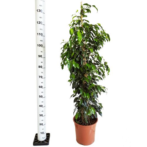 FIKUS (FICUS) BENJAMINA DANIELLE 135 cm na Arena.pl