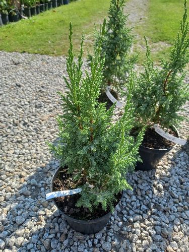 Jałowiec Pinga Loderi cenna odmiana niska forma na Arena.pl