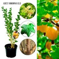 Agrest Hinnonmaki Gelb słodkie owoce KRZEW 40–80 cm