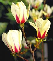 Magnolia ''SUNRISE' DWUKOLOROWA PIĘKNOŚĆ UNIKAT