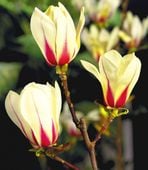 Magnolia ''SUNRISE' DWUKOLOROWA PIĘKNOŚĆ UNIKAT