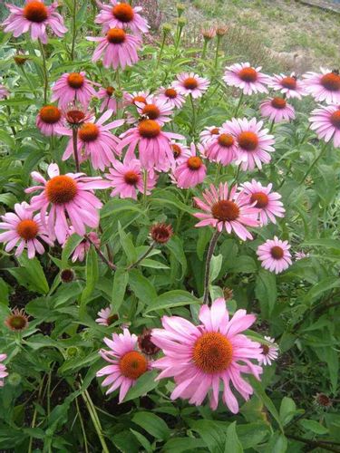 JEŻÓWKA Primadonna Deep Pink - sadzonki w don. na Arena.pl