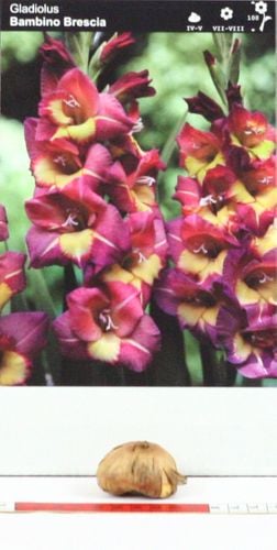 Mieczyk Gladiolus Bambino Brescia na Arena.pl